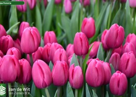 Tulipa Panama ® (2)